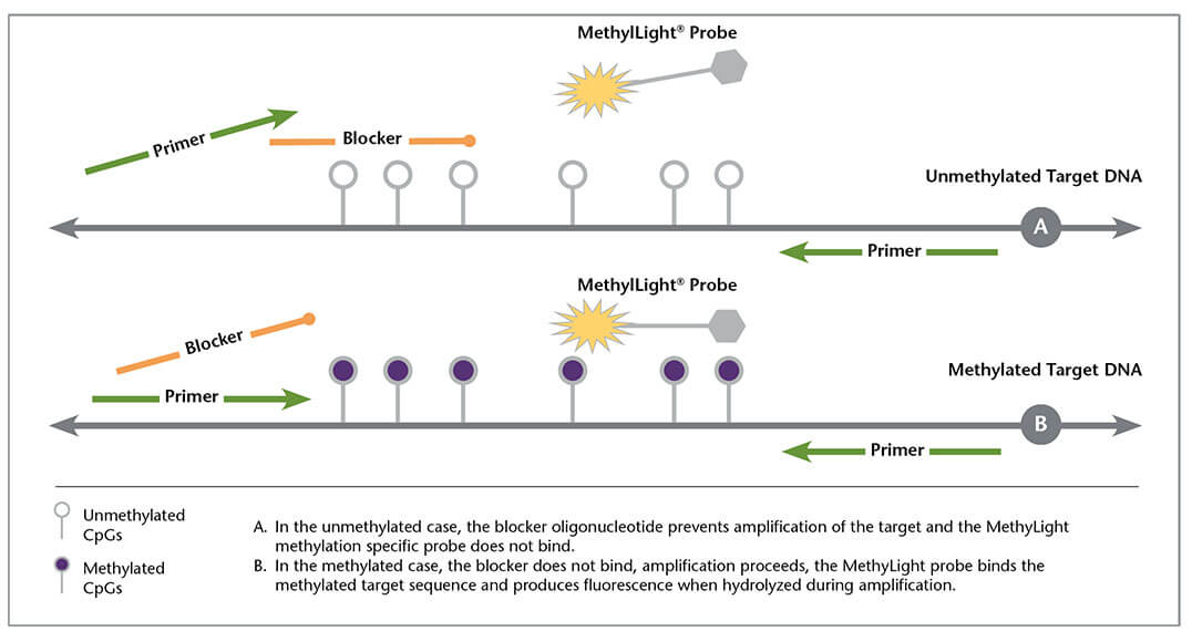 methylight-2-2